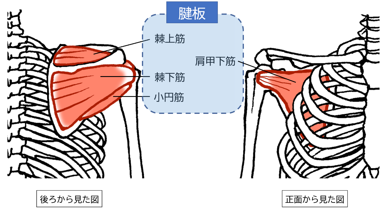 肩腱板断裂（損傷） | 豊洲整形外科リハビリクリニック | 豊洲駅1分