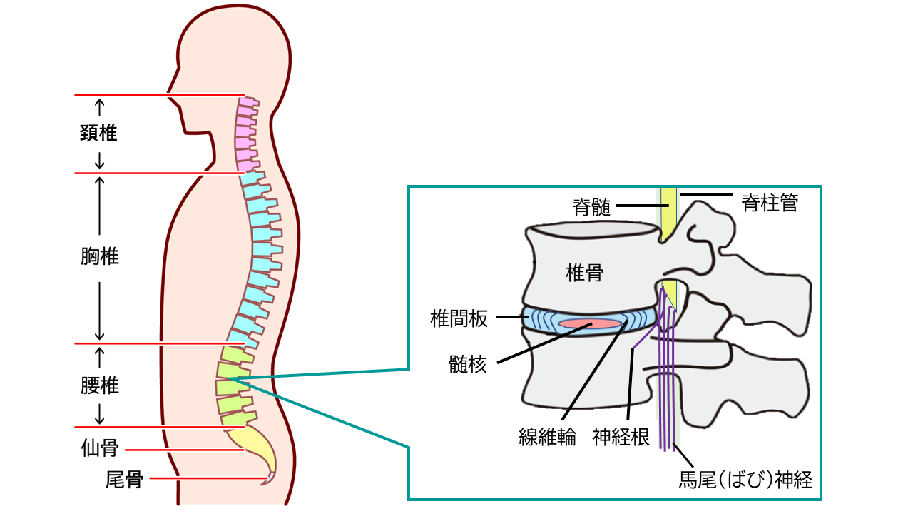 腰椎椎間板ヘルニア | 豊洲整形外科リハビリクリニック | 豊洲駅1分