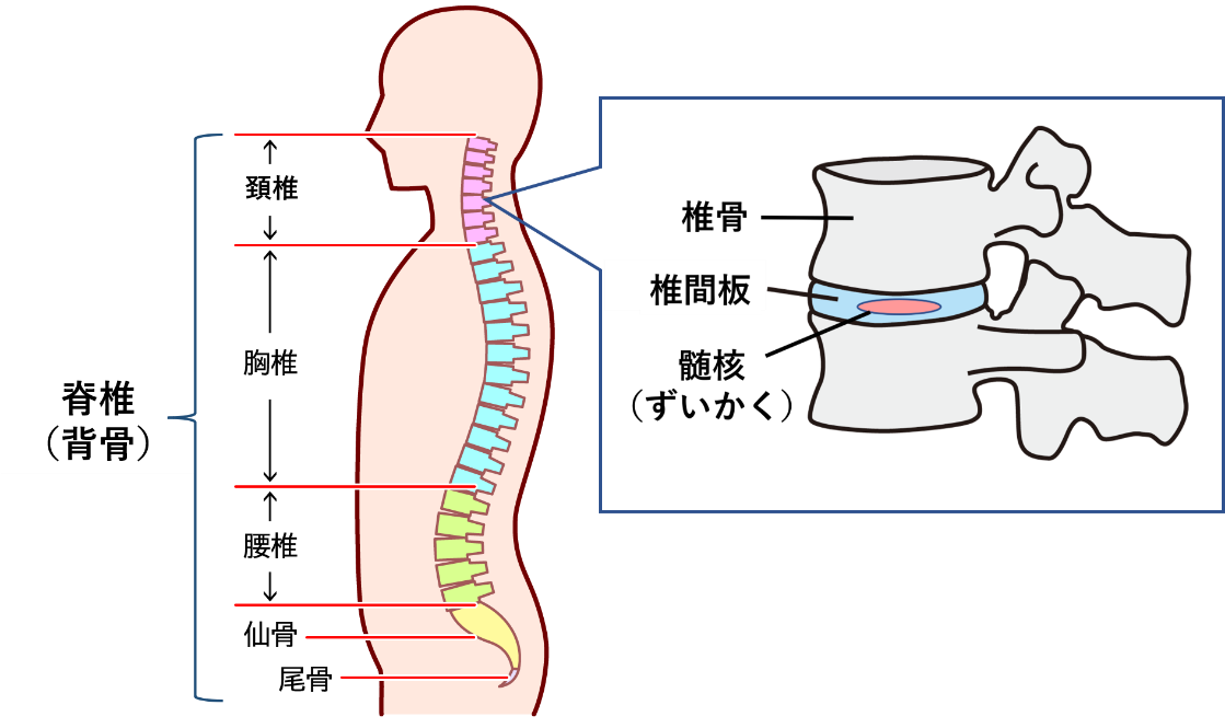 一般整形外科 | 豊洲整形外科リハビリクリニック | 豊洲駅1分